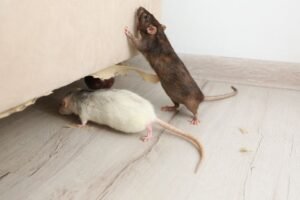 Hvor Kommer Mus Inn I Huse